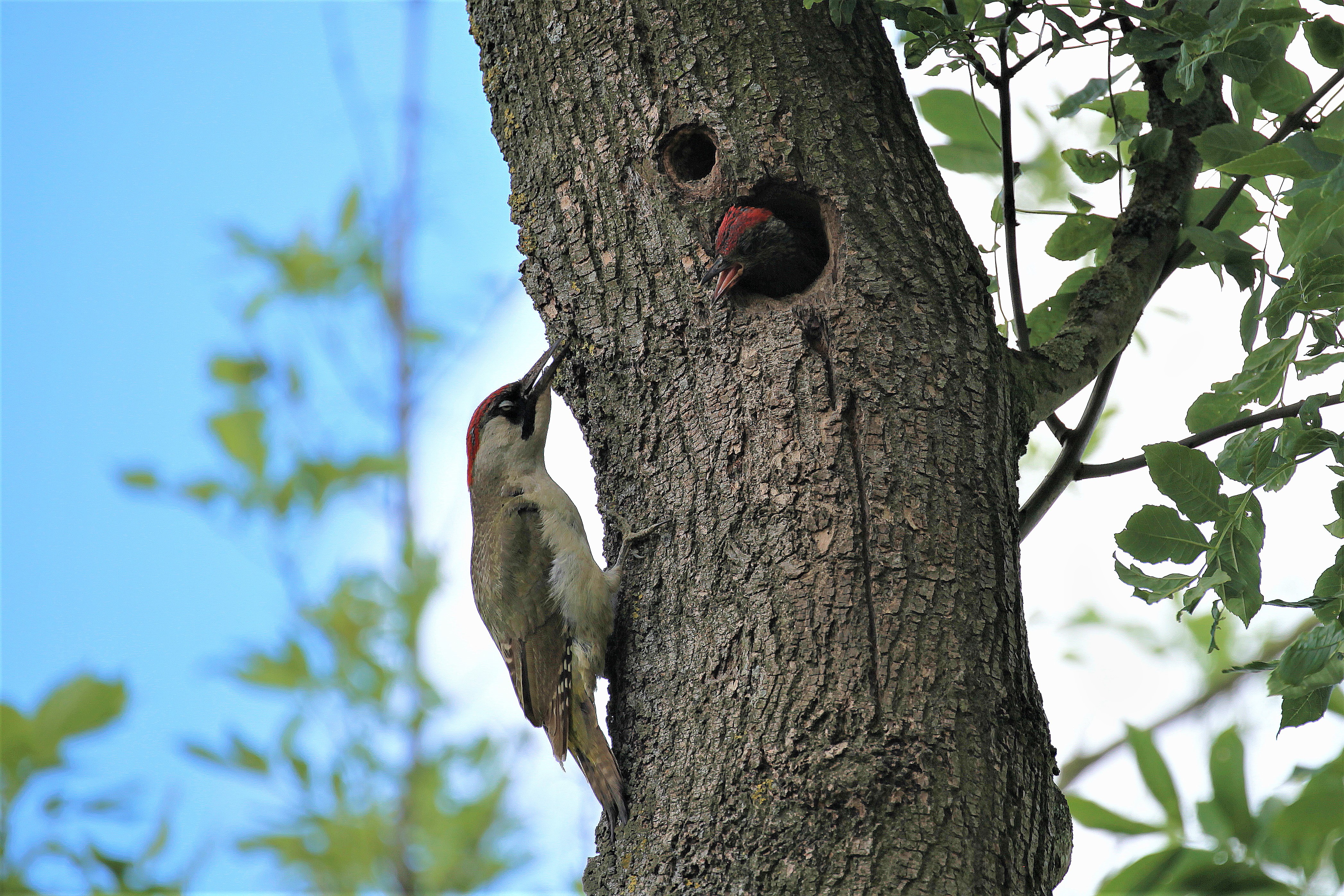 Green woodpecker